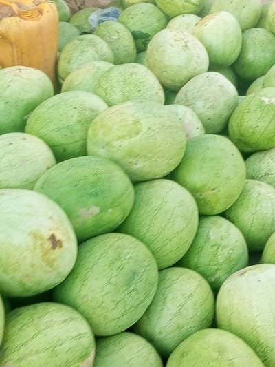 A close-up, overhead shot captures a large pile of watermelons in what appears to be an outdoor market. The watermelons are predominantly green with some lighter green stripes and patches. Their round and oval shapes fill the frame, with some overlapping each other. In the upper left corner, a bright yellow plastic jerrycan is visible, its cap slightly open. The lighting suggests it is daytime, and the scene is likely set in a warm climate, given the nature of the fruit. There are no people visible in the frame, nor any text. The overall impression is one of abundance and a typical market scene in a location like Garko, Nigeria, where watermelons are likely a common commodity.