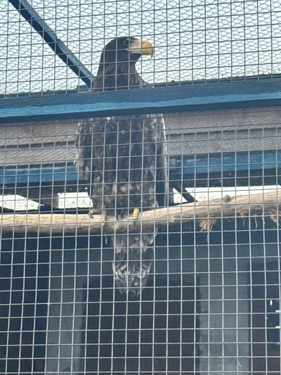 An adult eagle is perched on a wooden beam inside a cage, possibly at a zoo or rehabilitation center in Zaliznychne, Ukraine. The eagle is facing to the left, with its head turned slightly. Its plumage is dark brown. The cage bars are visible in the foreground and background, creating a grid pattern over the image. The background appears to be a building or enclosure with some light coming through. The image is taken from a slightly low angle, looking up at the eagle.