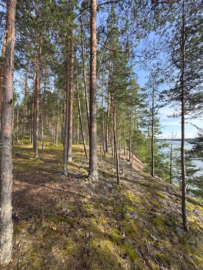 An image taken from a forest floor looking uphill towards a body of water. The scene depicts a dense forest of pine trees with rough, reddish-brown bark and green needles. The ground is covered with moss, dry grass, pine needles, and scattered pine cones. Some trees are in the foreground, with their thick trunks and branches dominating the view, while others recede into the distance. The sunlight filters through the trees, casting shadows on the ground. In the background, a body of water, likely a lake or bay, is visible under a clear blue sky with a few wispy clouds. The overall impression is of a natural, undeveloped landscape. This scene is consistent with the environment found in the region of Priladozhskoe, Russia, which is characterized by its proximity to Lake Ladoga and its extensive pine forests. There are no people or specific structures visible in the image, only the natural environment.