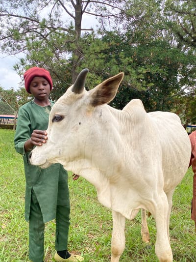The media file displays an eye-level, close-up shot of a light-colored cow lying on a grassy field in Zawan, Nigeria. A person, appearing to be a young boy, is partially visible in the frame, leaning in towards the cow. The boy is wearing a red beret and a green outfit, with his hands gently touching the cow's head. The cow's face is the dominant subject, with its eye visible and a single horn pointing upwards. The background consists of green grass and trees, suggesting an outdoor, rural setting. The lighting suggests it is daytime, possibly overcast due to the diffused light. The overall mood appears calm and gentle, with the interaction between the boy and the cow seeming affectionate. There is no visible text in the image.