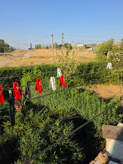 The image depicts an outdoor scene, likely in a rural or suburban area, with a focus on a clothesline and surrounding vegetation. In the foreground, a clothesline is strung horizontally across the frame, adorned with several clothespins. These include red, white, and black clothespins, some appearing to be in use. Below the clothesline, lush green bushes and some pink flowers are visible.
In the background, a dense green hedge forms a barrier, separating the foreground from a more open, dry, grassy area. Beyond the hedge, there are visible signs of human habitation and infrastructure, including utility poles with overhead wires, some industrial-looking structures, and buildings. A white truck is also present in the distance. The sky is clear and blue.
Based on the provided information that the location is Жал, Kyrgyzstan, the scene appears to be a typical residential backyard or garden area within that region, showcasing everyday life and the surrounding environment. The overall impression is one of a sunny day, with laundry drying outdoors.