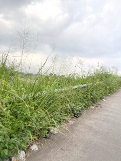 The image shows a side view of a concrete road with a grassy embankment on the left. The grass is tall and lush, with some white flowering plants visible. There is a low concrete barrier separating the road and the embankment. Some litter is scattered on the ground along the road, including a blue face mask and a black plastic bag. The sky is overcast with grey clouds. The location is in Kecamatan Margaasih, Indonesia, at coordinates -6.965 latitude and 107.544 longitude. There are no people in the image.