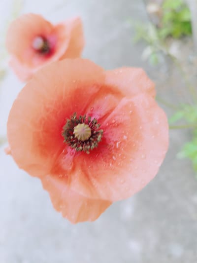 The image shows a close-up of two pale orange poppies with dark centers. The poppy in the foreground is in focus, and its delicate petals are adorned with tiny water droplets. The center of this poppy features a dark, fuzzy stamen structure, with a hint of a lighter yellow-green pistil in the very middle. A second poppy, also pale orange, is visible in the background, slightly out of focus. The background is a soft blur of light gray and hints of green foliage, suggesting an outdoor setting. No specific location in Skadovsk, Ukraine, can be determined from this image; it depicts a natural scene of flowers.