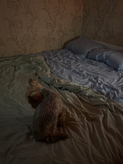 A small, tan-colored dog is sitting on a rumpled bed. The bed is covered with light blue and grey linens and is positioned in the corner of a room. The wall behind the bed has a floral wallpaper pattern in muted tones. The lighting in the room is dim, creating shadows on the bed and walls. There are no visible windows or doors in the frame, and no other individuals are present. The scene is indoors and appears to be a domestic setting, likely a bedroom. This image was captured in the city of Orekhovo-Zuyevo, Russia.