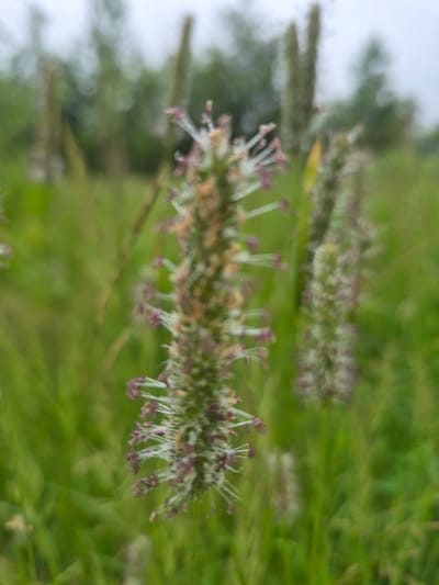 A close-up, shallow depth-of-field photograph captures a narrow-leaf plantain (Plantago lanceolata) in bloom, its elongated flower spike adorned with tiny white stamens and purple anthers. The plant is surrounded by green grass, with blurred trees in the background, suggesting an outdoor, natural setting, potentially a park or field within the city of Nyagan, Russia. The overcast sky contributes to the diffused lighting.