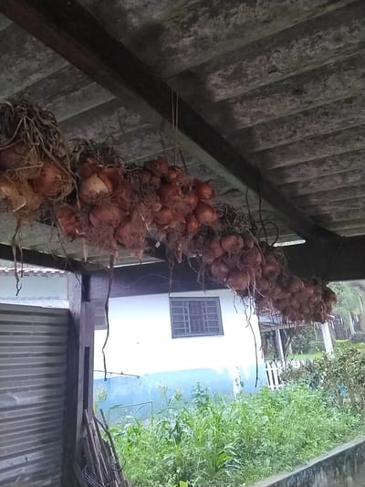 The image shows bunches of onions hanging from the ceiling of an outdoor covered area. The onions are reddish-brown and have dried tops and roots. They are strung together with twine and hang in long chains. The ceiling appears to be made of corrugated material supported by wooden beams.

Below the onions, there is a white building with a blue stripe around its base. A window with a grid pattern is visible on the building. To the left of the building is a corrugated metal wall. In front of the building, there is lush green vegetation, including tall grasses and some plants resembling corn stalks. A white picket fence is partially visible in the background.

The scene appears to be set in a rural or semi-rural location, likely a backyard or agricultural area. The lighting suggests it is daytime, possibly overcast. The overall impression is one of a harvest being stored or dried. There is no visible text in the image.