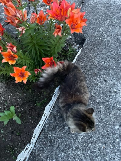 The image shows a tabby cat with a bushy tail in the process of grooming itself, its head bent down to its paws. The cat is situated on a textured concrete surface adjacent to a flower bed containing vibrant orange lilies and lush green foliage. A white decorative fence separates the flower bed from the concrete. The scene appears to be outdoors, likely in a residential area or garden, given the presence of flowers and a fence. The overall impression is that of a peaceful, domestic moment. The location is identified as Slivnitsa, Bulgaria.