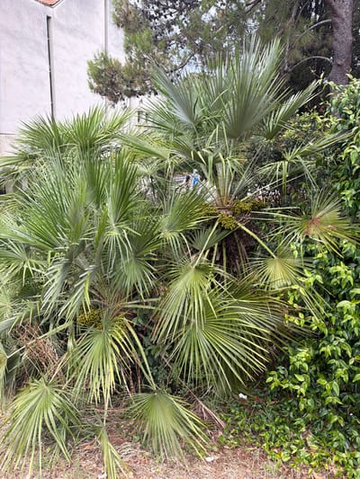 The image shows a cluster of palm trees with green fronds and bunches of small, green berries. In the background, a light-colored building with a tiled roof is visible, as well as pine trees and dense green foliage. The ground is covered with dry grass and leaves. The scene appears to be located outdoors, likely in a city or town setting. The presence of palm trees and Mediterranean vegetation suggests a coastal location, possibly in Krk, Croatia, given the context provided. There are no people or animals visible in the image.