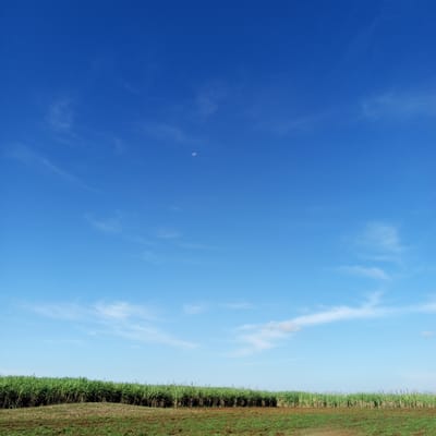 The image depicts a daytime scene with a clear blue sky and a landscape of cultivated fields. A faint crescent moon is visible high in the sky. The lower portion of the image shows a field of tall, green vegetation, likely sugarcane or a similar crop, growing in rows. The ground in the foreground is a mix of bare earth and green grass. There is no evidence to confirm the location is in Keyian ward, Kenya, nor are there any discernible people or interactions within the frame.
