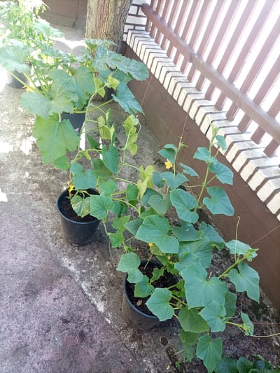 A close-up, high-angle outdoor shot captures several potted plants, including cucumber plants with yellow flowers, lined up on a concrete patio. A wooden fence with vertical slats and a brick trim borders the patio along the right side of the frame. A tree trunk is visible behind the plants. The lighting suggests it is daytime, with some shadows cast on the concrete. The image appears to be taken in Reda, Poland.