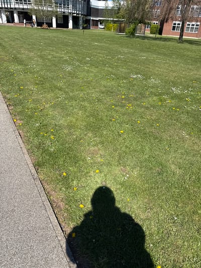 The media file presents an outdoor scene dominated by a large, bright green grassy area, likely a lawn or park, situated next to a paved walkway. The grass is dotted with numerous small white flowers, resembling daisies, and scattered bright yellow dandelions, indicating a spring or early summer season.

To the left of the grassy expanse, various buildings are visible. Some are traditional brick structures with white-framed windows, while others feature more modern architecture with dark facades, extensive glass panels, and metal elements. Bare trees and trees with nascent foliage are interspersed among the buildings and along the edges of the green space. A section of fencing or outdoor furniture can be observed near one of the brick buildings.

A grey, speckled paved pathway, bordered by a kerbstone, runs along the right side of the grassy area. Bright natural sunlight illuminates the entire scene, casting distinct shadows. A large, indistinct shadow, likely from the photographer or a nearby object, stretches across the lower right portion of the grass and onto the pathway, suggesting it is daytime, possibly mid-morning or afternoon.

In one of the cropped views, a single person can be seen near the modern buildings in the background. They appear to be walking or standing casually. No specific activity beyond their presence in the environment is discernible. The scene evokes a calm and pleasant atmosphere typical of a maintained green space within an urban or suburban setting, consistent with locations found in Hull, United Kingdom. There is no visible text in the images.