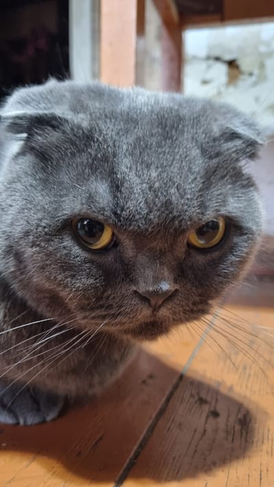 A close-up, eye-level shot shows the face of a gray Scottish Fold cat with folded ears. The cat's yellow eyes are wide and looking directly at the camera. Its whiskers are long and spread out. The cat is resting on a wooden floor with visible planks. The background is blurred, showing a wall and a doorway. The image appears to have been taken indoors. The metadata does not provide location information for Vysokoe, Russia.