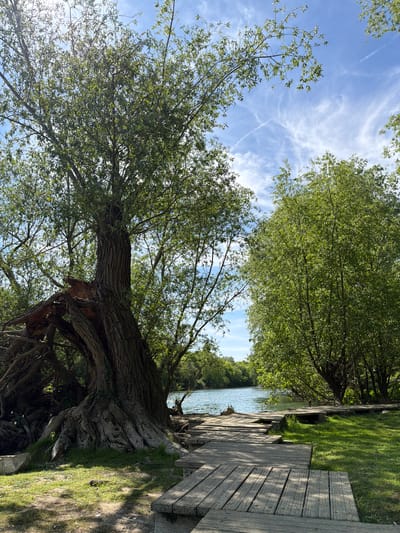 The image depicts a scene near the banks of the Marne River in Chelles, France. A large, mature willow tree dominates the foreground, its gnarled trunk and exposed roots twisting towards the river. Sunlight filters through the leaves, creating dappled patterns on the ground. To the right, a wooden boardwalk extends along the riverbank, with glimpses of the water visible between the trees. The sky is blue with wispy clouds, and the foliage of other trees forms a canopy overhead, creating a sense of enclosure.