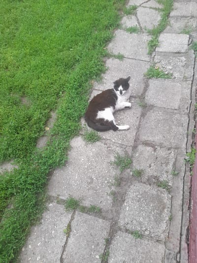 A black and white cat is lying on its side on a paved area, with its head turned towards the camera. The cat has a white chest and paws, and black fur on its back and tail. It appears to be resting.
The paved area is made up of large, square concrete slabs, which are cracked and uneven, with grass growing in the crevices. To the left of the paved area is a patch of lush green grass. The background shows more concrete slabs and some red-colored elements, possibly a building or wall.
The scene appears to be outdoors in daylight, with soft lighting suggesting it might be a cloudy day or early morning/late afternoon. The overall impression is one of a quiet, possibly rural or suburban setting. There are no people visible, and no text is present in the image. The cat seems relaxed.