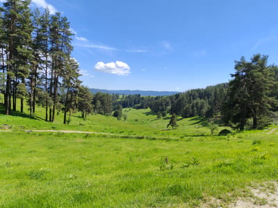 The image depicts a rural landscape in what appears to be a valley or meadow. The location is Barutin, Bulgaria. The scene is dominated by a lush, green meadow extending into the distance, framed on the left by a cluster of tall pine trees and on the right by another stand of trees. The foreground is filled with tall grass. A dirt path or road is visible crossing the meadow. The distant background includes a forest and rolling hills, under a clear blue sky with scattered white clouds. There are no people visible in the scene.