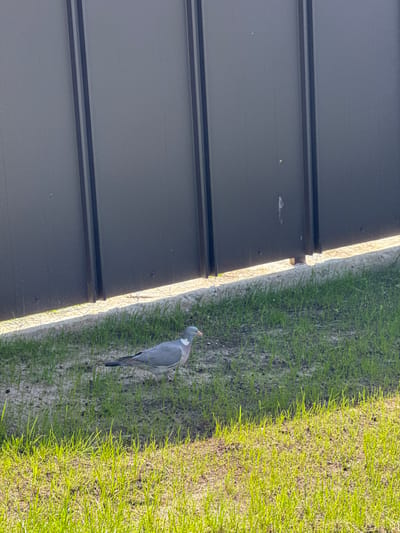 A pigeon stands on a patch of grass next to a dark, ribbed metal fence. The pigeon is mostly gray with some white on its neck and head. The grass is green and appears to be recently grown, with some patches of dirt visible. The scene is lit by bright sunlight, suggesting it is daytime. The image is taken from a slightly elevated angle, looking down at the pigeon and the fence. The pigeon's head is tilted up, and it appears to be looking at something off-camera. The fence is made of corrugated metal panels, with visible seams and fasteners. The overall setting appears to be an outdoor area, possibly a backyard or garden, in Bucha, Ukraine. There is no visible text in the image.