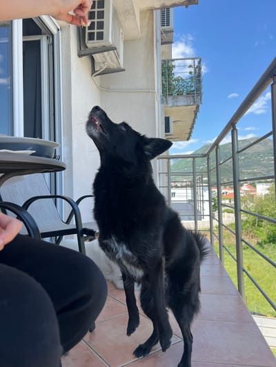 The image depicts a dog on a balcony in Polje, Montenegro, likely residential. The dog, primarily black with some white fur on its chest, is stretched out on a chair, looking towards a hand holding a small piece of food. A person wearing black pants is partially visible in the foreground, seated in a chair. The balcony has a tile floor and a metal railing. Beyond the railing, a landscape includes buildings, vegetation, and hills. The sky is blue with some clouds. An air conditioning unit is attached to the exterior wall of the building.