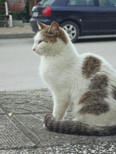 A domestic cat, predominantly white with brown and grey patches, is captured standing on a textured grey paved surface, likely a sidewalk, in Byala, Bulgaria. The cat's body is oriented diagonally across the frame, with its head lowered, looking downwards and slightly to the left, as if focused on something out of view. Its fur is white on its underside and face, with distinct brown and grey tabby markings on its back, ears, and around its eyes. It has a pink nose and prominent white whiskers. The cat's tail is dark grey-brown, and one visible paw is dark brown with a small white tip. In the blurry background, a dark blue or black car is parked, with its rear wheel and a section of its body visible behind the cat's head. Faint suggestions of greenery and other structures are also present in the soft-focus background. The scene is illuminated by ambient daylight, indicating it is daytime. No visible text is present in the image.