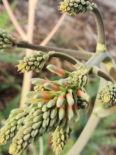 The image shows a close-up of a plant with a thick, curved stem bearing multiple clusters of developing flower buds. The buds are elongated and have a pale green color, with some showing hints of peachy-pink at their tips. They are densely packed together in racemes along the stem. The background is softly blurred, suggesting an outdoor setting with earthy tones and some green foliage. The lighting appears natural, possibly indicating daytime. There is no visible text in the image. The focus is entirely on the botanical subject, highlighting the intricate structure of the plant's inflorescence as it prepares to bloom. The image is likely taken in a garden or natural environment, given the organic textures and muted colors of the surroundings.