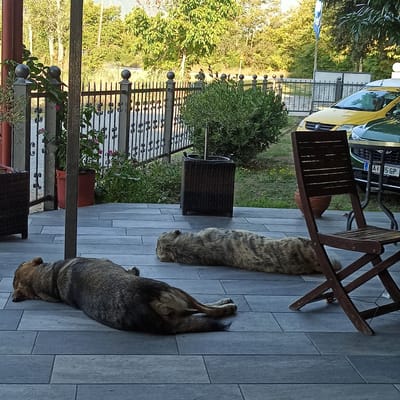 In Limani Litochoro, Greece, on a tiled patio, two dogs are resting. The dog in the foreground is a medium-sized, short-haired dog with a brown and black coat, lying on its side with its head down. Behind it, further back on the patio, is another dog, larger and with a striped, mottled coat, also lying down. The patio is bordered by a black metal fence with ornate details, and beyond that, lush green trees and foliage are visible. A yellow car and a green car are parked in the background, partially obscured by the fence. A wooden folding chair stands to the right of the frame, near the second dog. The scene is illuminated by natural, outdoor light, suggesting it is daytime.