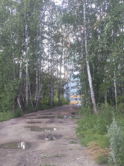 The image depicts a dirt road lined with birch trees, leading towards a multi-story apartment building. The road is covered in numerous puddles, suggesting recent rain. The trees are lush with green leaves, and sunlight filters through the canopy, indicating it is daytime. The apartment building is visible in the background, partially obscured by the trees, and appears to have colorful balconies. A white car is parked in front of the building. The scene has a slightly overcast or subdued lighting, and the overall impression is one of a somewhat unkempt, natural setting bordering a residential area. There is no visible text in the image. The location is identified as Krasnoe Pole, Russia.