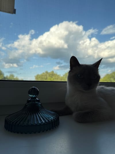 In this media file, a Siamese cat is perched on a windowsill, gazing outwards. The cat's fur is light-colored, with darker points on its ears and face, and its eyes are a striking blue. It is positioned in the foreground, with its body partially obscured by shadow.
The setting is indoors, near a window that offers a view of the outdoors. Through the window, a bright blue sky filled with fluffy white clouds is visible. Green trees can be seen in the distance, suggesting a natural landscape outside. A decorative glass object, likely a vase or a jar with a fluted design and a spherical lid, sits on the windowsill next to the cat. The object appears to be made of dark, possibly blue, glass.
The lighting suggests it is daytime, likely mid-morning or afternoon, given the brightness of the sky. The sun is illuminating the clouds and the scene outside, creating strong contrasts with the shaded interior where the cat and the glass object are located. The overall mood is calm and contemplative, with the cat appearing curious and observant of the outside world. There is no visible text in the image.