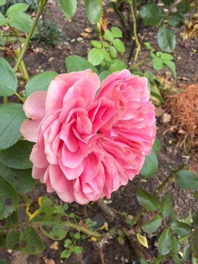 A vibrant pink rose, fully bloomed, is the central focus of this image. Its numerous petals are tightly packed and ruffled, creating a textured and voluminous appearance. The rose is positioned slightly to the left of the frame, with its bloom extending towards the right. Surrounding the rose are its green leaves, some of which show signs of spotting, indicating possible disease or browning. The background consists of dark soil and more greenery, suggesting an outdoor garden setting. The overall lighting indicates it is daytime, with soft illumination that highlights the rose's color and form. The image does not contain any people or specific landmarks, making it impossible to determine its location in Melick, Netherlands, or any other city.