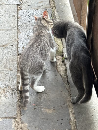Two cats are on a stone pathway. The cat on the left is a tabby with grey and white fur and is facing away from the camera, looking towards the cat on the right. The cat on the right is a solid grey cat and is leaning its head down, appearing to interact with the tabby cat. The pathway is made of rectangular stone slabs with visible cracks and some greenery growing through them. To the right of the cats, a metal fence or gate is visible. The scene is outdoors, with natural light.