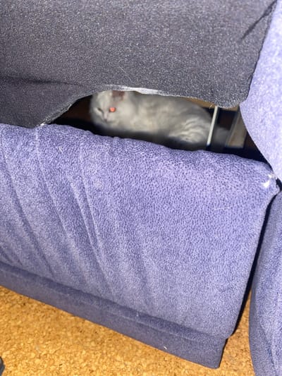 A light-colored cat with glowing orange eyes is partially hidden under dark gray and lavender fabric, possibly upholstery or bedding. The cat's body is mostly obscured, but its head and the top of its back are visible. The scene is dimly lit, and the background is dark and out of focus. The image appears to be taken indoors, possibly in a residential setting. There is no specific information in the image that would allow for the identification of a location in Hildesheim, Germany.