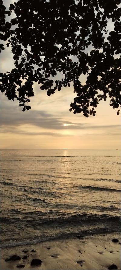 A vertical, silhouette image captures a serene beach scene at sunset. Dark, leafy branches of a tree hang from the top of the frame, obscuring parts of the sky. The sun, a small, bright orb, is setting over a calm ocean, casting a golden reflection on the water's surface. Gentle waves lap at the sandy shore, where dark rocks are scattered. The sky is a gradient of soft yellows, oranges, and grays, with faint clouds adding texture. The overall impression is one of tranquility and natural beauty. The image is presumed to be taken in Senggigi, Indonesia, known for its picturesque sunsets and coastal landscapes.