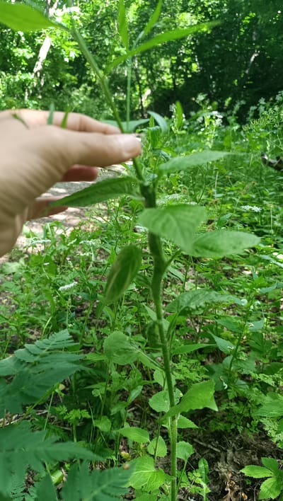 A human hand is holding a plant stem in a densely vegetated area. The plant has large, green leaves and a fuzzy stem. The background is filled with more greenery, including trees and smaller plants with white flowers. The lighting suggests it is daytime and the scene appears to be in a natural outdoor setting. There is no specific information about the location in Lermontov, Russia, nor any indication of the individual's intent or purpose for holding the plant.