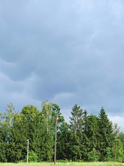 The image depicts a landscape view under a cloudy sky. In the foreground, a line of dense green trees, primarily coniferous with some deciduous trees interspersed, stretches across the frame. The trees are a mix of various heights and densities, creating a varied natural barrier. Two utility poles are visible within the treeline; one on the right is a weathered, darker pole with attached wires, and a lighter colored, thinner pole is positioned further left amongst the trees, also with wires. The ground in front of the trees is covered in tall, green grass. The sky above is dominated by a thick layer of gray clouds, with hints of lighter blue peeking through in places, suggesting an overcast or approaching storm. There are no people or animals visible in the image. The scene appears to be a natural or semi-rural setting, potentially on the outskirts of a settlement given the presence of utility poles. The overall atmosphere is calm and still, with the heavy clouds creating a sense of diffused light.
