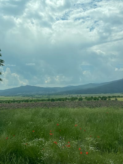 The image displays a rural landscape located in Rozino, Bulgaria, under an overcast sky featuring light grey and white cumulus clouds with intermittent patches of lighter blue. A single dark bird is captured in flight in the upper right section. The background is defined by a range of dark green mountains, exhibiting varied shading due to atmospheric perspective. At the base of these mountains, in the mid-ground and slightly to the left, a discernible cluster of buildings indicates a village or settlement. Directly in front of the mountains and village, a band of lighter green agricultural fields is visible. This transitions into a distinct mid-ground segment featuring a straight row of uniformly spaced green trees, possibly an orchard or windbreak, adjacent to a fence line marked by vertical white posts. Immediately preceding this, a large cultivated field extends across the frame, densely planted with low-lying flora displaying pink and purple blossoms, consistent with rose bushes. The foreground, occupying the lower two-thirds of the image, is a lush field of tall, vibrant green grass. This grass is interspersed with numerous scattered red poppies, particularly concentrated in the lower central and right portions, alongside a scattering of small white wildflowers and occasional purple and yellow blooms. A dark green tree branch with foliage is partially visible in the upper left corner of the frame. No human figures or active human interactions are present within the scene.