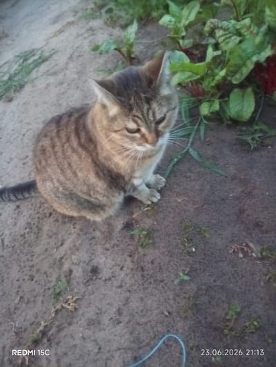 A tabby cat is sitting on sandy ground near some leafy plants. The cat is facing the viewer's left with its eyes partially closed. The cat has stripes of brown and gray fur. Its tail is visible, extending to the left. In the background, there are green leaves of what appear to be beet greens or chard, with some reddish stems visible. The ground is a mixture of sand and soil with a few blades of grass and small plants scattered around. The lighting suggests it might be late afternoon or early evening. A blue cord is visible in the lower right corner of the image. The text "REDMI 15C" is in the lower left corner, and "23.06.2026 21:13" is in the lower right corner, indicating the date and time the photo was taken.