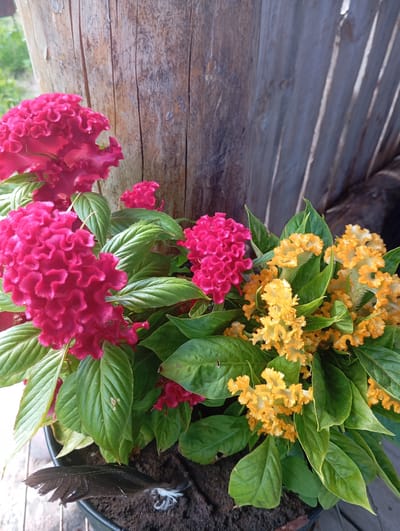 The image shows a close-up of a pot of celosia flowers, with both vibrant pink and bright yellow blooms visible. The flowers are characterized by their unique, ruffled, and velvety appearance. They are surrounded by lush green leaves. In the background, a weathered wooden post and a section of a wooden fence are visible, suggesting an outdoor setting. A dark feather lies on the soil at the base of the pot. The lighting indicates it is daytime. The scene is depicted in Daugavpils, Latvia.