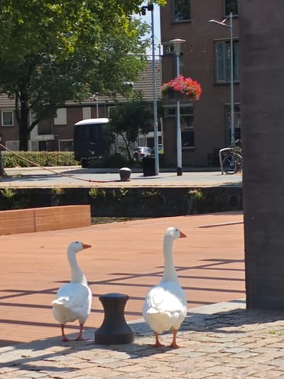 This image depicts an outdoor scene in Tilburg, Netherlands, likely near a waterfront or canal area. In the foreground, two white geese are standing on a wooden deck and cobblestone path. The goose on the left is facing left, and the goose on the right is facing right. Behind the geese, there is a dark, cylindrical bollard.

The mid-ground features a body of water with a low retaining wall and vegetation. Across the water, a dark trailer is parked. In the background, there are buildings constructed of brick, some with visible windows. A lamppost with a hanging basket of pink and red flowers is visible on the right side of the image, and another lamppost is on the left. A bicycle is parked near the buildings on the right. The scene is illuminated by bright sunlight, casting shadows.