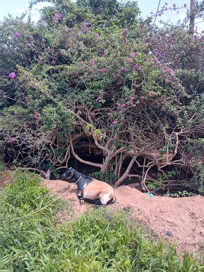 A goat is lying down on a dirt embankment in front of a dense bush with pink flowers. The goat is tri-colored, with patches of brown, black, and white. It is tethered by a rope. The environment appears to be rural or semi-rural. The image does not contain any elements that allow for specific identification of its location within Barakin Angundi, Nigeria.