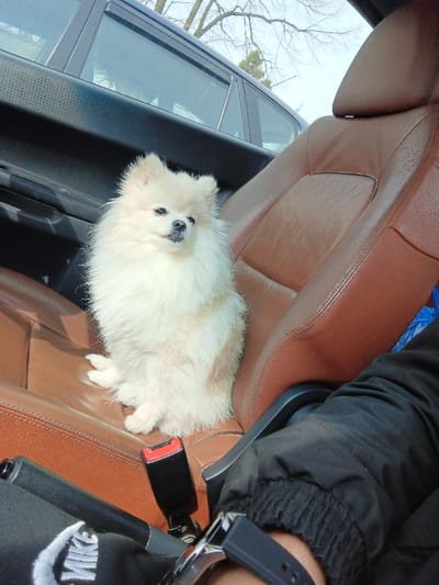 The scene is set within the interior of a vehicle located in Cherven Bryag, Bulgaria. A cream-colored Pomeranian dog with fluffy fur is seated upright on a brown leather passenger seat, facing slightly towards the right side of the frame. Its paws are positioned beneath its body. A black seatbelt buckle is visible to the immediate left of the dog's rear. In the foreground, the lower right arm of a person is visible, wearing a black long-sleeved garment with an elasticized cuff and a silver-colored watch with a black band on the wrist. The arm rests on a black console or armrest. A partial view of a leg, wearing black pants with a white "NIKE" logo, is visible below the arm. To the left of the dog, a black car door panel is visible. Through the car windows in the background, a light-colored sky and bare tree branches are discernable, alongside a portion of a dark-colored vehicle parked adjacent to the primary vehicle.