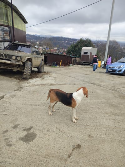 The image depicts an outdoor scene in Bestuzhevskoye, Krasnodar Krai, Russia, under an overcast sky. The foreground features a tricolored (white, brown, and black) hound-type dog standing on a coarse concrete surface, facing right with its left front leg slightly raised. Several dark, irregular wet stains are visible on the ground around the dog.

To the left, a heavily mud-splattered, olive-green off-road vehicle, appearing to be a modified SUV, is parked with its front left wheel partially embedded in mud. The vehicle's front displays a Russian license plate reading "424HC 123". Adjacent to the vehicle is a two-story building with corrugated metal siding, featuring a light green upper section and a brown lower section, with a painted-over or boarded window.

In the midground to the right, two adult females are standing. The female on the left wears a black jacket with a pink hood and blue jeans, looking down at an object in her hands. The female on the right wears a light purple jacket and dark pants, facing the first woman, suggesting an interaction or conversation. Behind them, a small, two-toned portable structure, white-grey on top and brown on the bottom, is visible. Partially visible to their right is the front section of a light blue compact car, identified as an Opel Corsa, bearing the Russian license plate "H065AC 199". A tall, white utility pole stands to the right of the portable structure.

The background shows rolling hills covered with sparse trees and scattered residential buildings, extending under the grey sky. A single dark utility line stretches horizontally across the upper midground.
