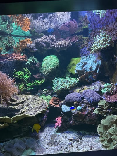 The image depicts a vibrant and diverse coral reef aquarium. Numerous species of corals, exhibiting a variety of colors and shapes, are densely arranged. These include branching corals, plate-like corals, and bulbous formations. Several small fish are visible swimming amongst the coral structures, including a bright yellow fish and two smaller fish, one blue and one yellow. The substrate of the aquarium appears to be composed of sand and small gravel. The lighting in the tank creates a dynamic interplay of light and shadow, highlighting the textures and colors of the coral and fish. Reflections of the tank's interior are visible on the surface of the water at the top of the image. The overall environment is one of a healthy and thriving aquatic ecosystem.

Without additional context or external information, it is impossible to determine the specific location of this aquarium within the city of Salzburg, Austria.