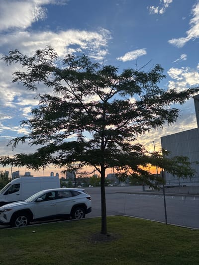 This vertical, full-shot photograph captures a tree silhouetted against a sunset sky in the city of Vaughan, Canada. The sky is a gradient of blue and orange, with scattered white clouds. The tree, with its dense foliage, dominates the foreground, its branches extending outwards. In the middle ground, a white SUV is parked on the side of a grassy area next to a paved parking lot. Behind the SUV, a white van is visible. Further in the distance, city buildings and a large, industrial-looking building can be seen. The overall scene suggests an urban setting during the golden hour.