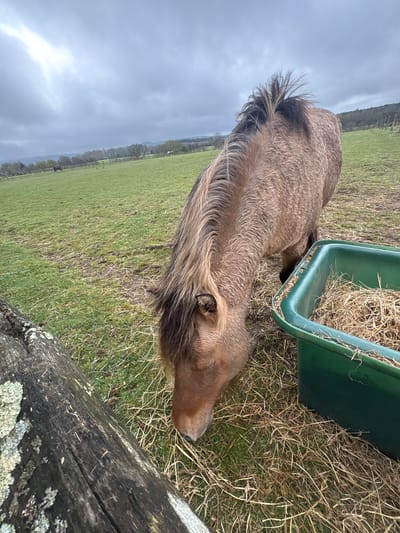 A medium-shot image depicts a light brown, shaggy-haired horse or pony grazing in a pasture. The horse is positioned near a green plastic feeding trough filled with hay. A wooden fence with lichen growing on it runs along the foreground of the image. The pasture extends into the background under an overcast sky. The photograph appears to be taken in a rural area, and while it is difficult to confirm the exact location without further information, the details are consistent with the landscape near Horsham, United Kingdom.