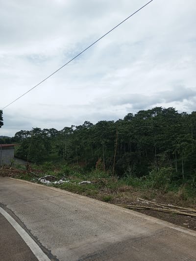 This image displays a landscape in Ariyalai, Sri Lanka, under an overcast sky. A concrete road segment, featuring a textured surface and a white edge line on the left, extends across the lower portion of the frame. To the immediate right of the road, an overgrown embankment is visible, containing tall grasses, assorted weeds, several discarded light-colored plastic bags or tarps, and multiple bamboo poles lying horizontally on the ground. A partial view of an unfinished concrete block structure is discernible behind foliage in the mid-ground on the left. The central and background areas are dominated by a dense, sloping forest composed of numerous tall, slender trees with dark green foliage. A single, thin, dark-colored cable spans diagonally across the upper portion of the cloudy sky. No people are present.