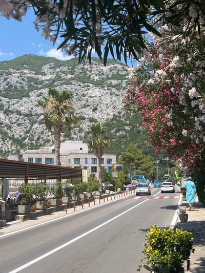 The image captures a sunny day scene along a coastal road in Risan, Montenegro. In the foreground, a paved road with white lane markings stretches into the distance. To the right of the road, a sidewalk is lined with planters containing green shrubbery, and a woman in a blue dress is walking away from the camera. A vibrant line of pink and white oleander flowers borders the sidewalk, with lush green foliage and dark branches overhead.

Across the road, a row of planters with smaller green plants and flowers sits on a raised stone ledge. Beyond this, a long, modern building with a light-colored facade and blue-framed windows is visible, with palm trees in front of it. In the background, a steep, rocky mountain covered with sparse green vegetation rises dramatically under a clear blue sky with scattered white clouds.

Several cars are on the road, including a white hatchback and a silver sedan. A pedestrian crossing with red and white stripes is marked on the road. Further down the road, more trees and buildings are visible, suggesting a developed coastal area. The overall atmosphere is one of a bright, warm day in a scenic Mediterranean town.