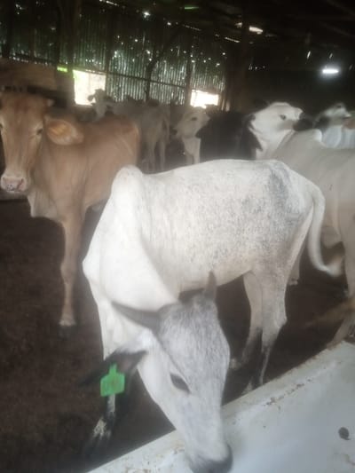 The image shows several cattle inside a barn or enclosure. The barn appears to be constructed with corrugated metal siding and a wooden roof structure. The floor is dirt. The cattle are of various colors, including tan, white, and black and white spotted. One cow in the foreground has a green tag on its ear. The lighting is dim, suggesting it might be indoors or overcast. The scene appears to be a farm or livestock holding area, potentially in Television, Nigeria, based on the prompt.