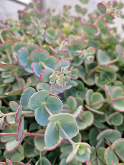 The image shows a close-up, shallow depth of field view of a cluster of succulent plants with rounded, fleshy leaves. The leaves are a dusty green color with delicate pink edges, and some exhibit a bluish-green hue. The stems are thin and also appear to have a pinkish tint. Several clusters of small, pale pink buds are visible amongst the leaves, suggesting the plant may be in the process of flowering. The background is softly blurred, indicating an outdoor setting, possibly a garden or natural environment. There are no people or specific man-made objects clearly discernible in the frame. The location in Pancharevo, Bulgaria, is a residential area known for its natural beauty and proximity to Vitosha Mountain, which often features similar types of flora in its gardens and wilder areas. The lighting suggests it is daytime.