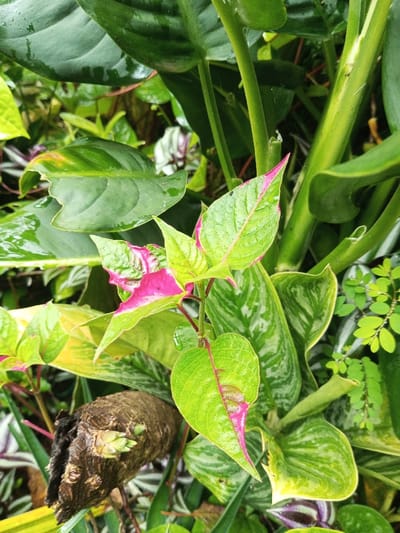A cluster of green plants, vibrant with unique textures and colors, fills the frame. Prominently featured is a plant with light green leaves edged in bright pink. Nearby, a tuberous root sprouts new growth, adding an earthy element. Variegated leaves with purple stripes provide additional visual interest. Larger, glossy green leaves act as a backdrop, creating a lush, layered effect. A smattering of tiny green leaves completes this diverse and healthy botanical composition.