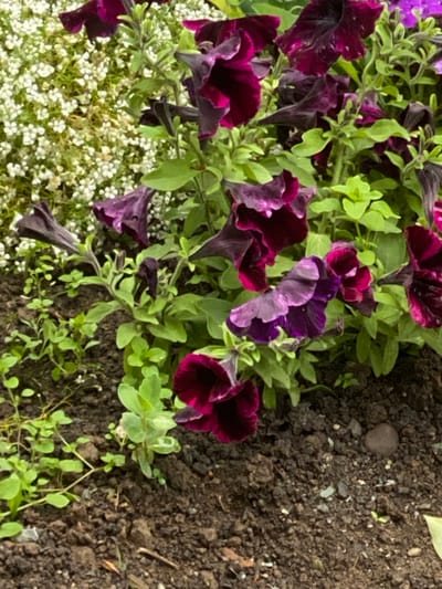 This image depicts a close-up view of dark purple petunias and small white flowers growing in dark soil. The petunias, with their ruffled petals, are the prominent subject, showcasing varying shades of deep purple and magenta. Interspersed with the petunias are clusters of tiny white blossoms, creating a contrast in color and texture. Green foliage, including stems and leaves, anchors the flowers and adds depth to the composition. The ground is composed of dark, loose soil with some small pebbles and organic matter. The scene appears to be an outdoor garden setting. There are no people or animals visible in the image, and no specific landmarks of Yuzhno-Sakhalinsk, Russia are identifiable.