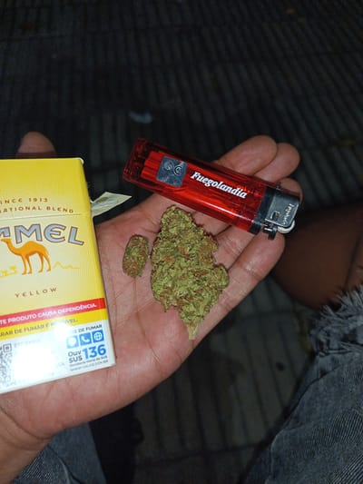A hand holds two buds of cannabis, a red “Fuegolandia” lighter, and a yellow pack of Camel cigarettes. The cigarette pack states “Ouv SUS 136 Ouvidoria-Geral do SUS WWW.SAUDE.GOV.BR," indicating the pack is from Brazil. The hand belongs to a person wearing denim jeans. The exact location in Montevideo, Uruguay, is not discernible from the visual information provided.