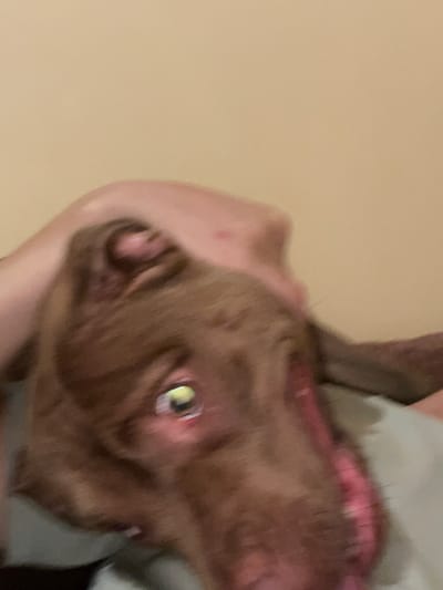 The image shows a close-up, sideways view of a brown dog, possibly a Labrador mix, wearing a pink collar. The dog's face is the primary subject, with one eye clearly visible and reflecting light. Part of a person's arm or shoulder, with light-colored skin, is also visible on the left side of the image. The background is a plain, light beige or tan color, suggesting an indoor setting. The lighting appears to be artificial, and the overall image quality is somewhat blurry, indicating a candid or accidental shot. There is no visible text in the image. The image provides no specific cues about the time of day, weather, or exact location beyond the provided context of Malevo, Bulgaria. The dog's expression is difficult to discern due to the blurriness and angle, but its eye seems alert.